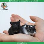 Jonge, handtamme Mongoolse gerbils te koop !, Meerdere dieren, Overige typen, Tam