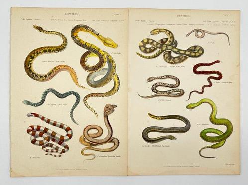 J.W. Lowry (engraver), William MacKenzie (publisher) - Set, Verzamelen, Dierenverzamelingen