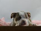 Old English Bulldog pups! t Gezonde type. Mogen mee!, Parvo, Nederland, 8 tot 15 weken, Bulldog