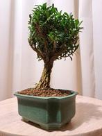 Buxus Harlandii bonsai in bonsaischaal - Hoogte (boom): 18, Antiek en Kunst