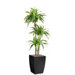 Dracaena Lemon Lime kunstplant, H150cm, Huis en Inrichting, Kamerplanten, Ophalen of Verzenden