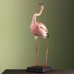 Flamingo Taxidermie volledige montage - Phoeniconaias minor, Nieuw