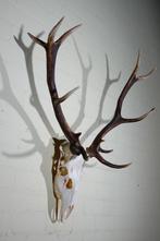 Large Red Stag - skull on shield - Taxidermie wandmontage -, Nieuw