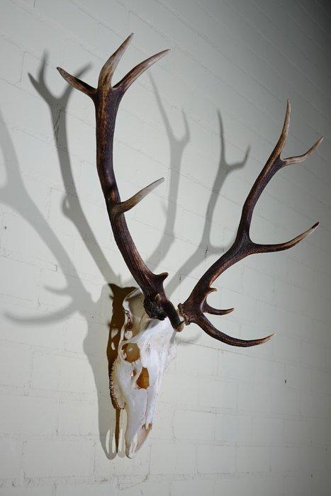 Large Red Stag - skull on shield - Taxidermie wandmontage -, Verzamelen, Dierenverzamelingen