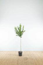 Malus Red Sentinel halfstam 120cm stam