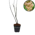 Witte aalbes Witte Hollander, Tuin en Terras, Verzenden, Halfschaduw