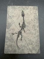 Fossiele matrix - Keichousaurus sp. - 8 cm - 5 cm (Zonder, Verzamelen, Mineralen en Fossielen