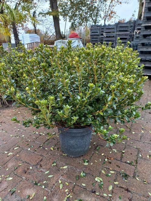 Rhododendron (AJ) Toreador, Tuin en Terras, Planten | Bomen, Ophalen