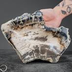 Natuurlijke Grote Gefossiliseerde Houten Kom uit Indonesië-