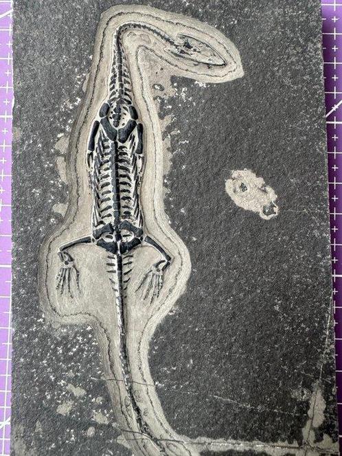 Fossiele reptiel: Keichousaurus -Trias - Fossiel skelet -, Verzamelen, Mineralen en Fossielen