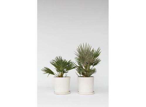 Chamaerops Vulcano Palm - set van 2, Huis en Inrichting, Kamerplanten, Verzenden