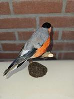 Eigenkweek zeer grote Goudvink man Taxidermie volledige, Nieuw