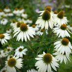 Echinacea purpurea White Swan - Wortelgoed - 5 stuks, Tuin en Terras, Planten | Tuinplanten, Verzenden