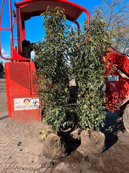 ACTIE! Grote Portugese laurier struiken! Prunus lusitanica, Tuin en Terras, Planten | Struiken en Hagen, Laurier, Haag, 100 tot 250 cm