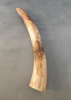 Wolharige mammoet - Gefossiliseerde slagtand - 63 cm - 9 cm