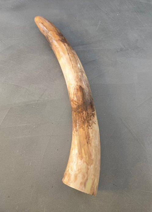 Wolharige mammoet - Gefossiliseerde slagtand - 63 cm - 9 cm, Verzamelen, Mineralen en Fossielen