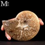 Eerste Kwaliteitskeuze Fossil Cleoniceras Ammonite - Pure