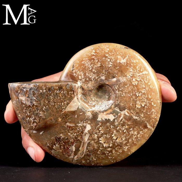 Eerste Kwaliteitskeuze Fossil Cleoniceras Ammonite - Pure, Antiek en Kunst, Curiosa en Brocante