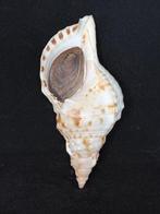 Zeeslak Zeeschelp - S-93 CHARONIA LAMPAS (Zonder, Nieuw