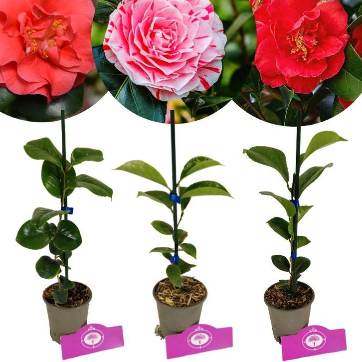 Camellia japonica + pot 9cm 3 pcs, Tuin en Terras, Planten | Fruitbomen, Volle zon, Verzenden