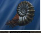 Ammoniet in septarische knol op marmeren standaard -