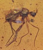 Birmese barnsteen - Fossiele cabochon - with a Detailed