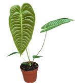 Anthurium Veitchii Potmaat 17 - Rechstreeks van de Kweker, Huis en Inrichting, Kamerplanten, Overige soorten, Minder dan 100 cm