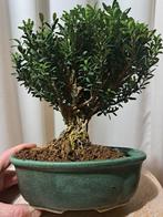 Buxus Harlandii bonsai in bonsaischaal - Hoogte (boom): 22, Antiek en Kunst