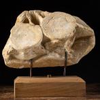 Adembenemende dinosauruswervel - Agglomeratie op matrix -