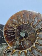 Ammoniet - Gefossiliseerde schelp - Aioloceras (Cleoniceras)