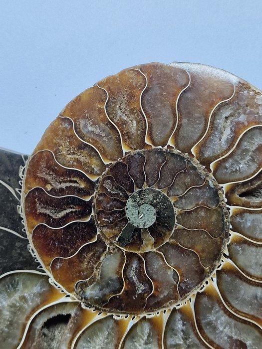 Ammoniet - Gefossiliseerde schelp - Aioloceras (Cleoniceras), Verzamelen, Mineralen en Fossielen