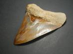 Megalodon - Fossiele tand - 12 cm, Verzamelen