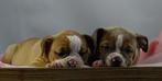 Old English Bulldog pups! t Gezonde type. Mogen direct mee!, Parvo, Nederland, 8 tot 15 weken, Bulldog