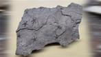 Zeester - Fossiele sterfteplaat - Asteroidea - 22 cm - 14 cm, Verzamelen, Mineralen en Fossielen