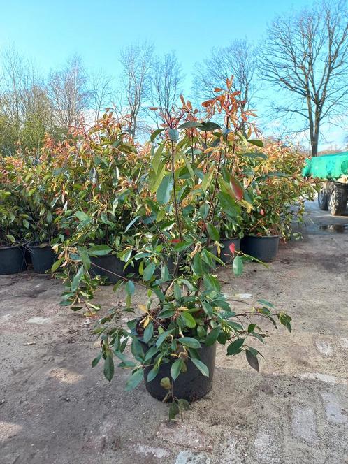 Photinia Fraseri Red Robin glansmispel, Tuin en Terras, Planten | Struiken en Hagen, Ophalen