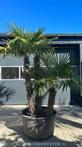 Palmboom - Trachycarpus fortunei triple stam
