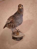 Patrijs Taxidermie volledige montage - Perdix perdix - 35 cm, Nieuw