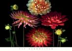 Kunstdruk Pip Bloomfield - Dahlia Garden 91x66cm, Verzenden, Nieuw