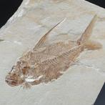 Grote vis - Gefossiliseerd dier - Nematonotus longispinus, Verzamelen, Mineralen en Fossielen