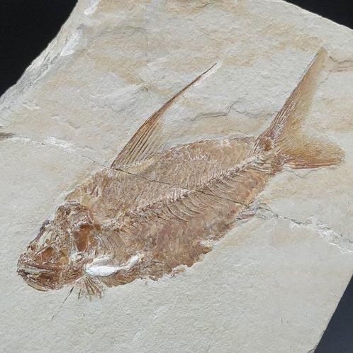 Grote vis - Gefossiliseerd dier - Nematonotus longispinus, Verzamelen, Mineralen en Fossielen