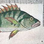 Conrad Gesner [Konrad Gessner] 1516-1565: Fishbuch: Perch -, Antiek en Kunst