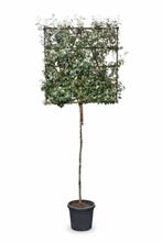Elaeagnus ebbingei leiboom 10/12 190cm stam 150b x 120h