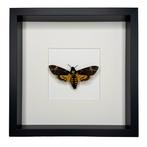 Vlinder Taxidermie volledige montage - Acherontia Atropos –