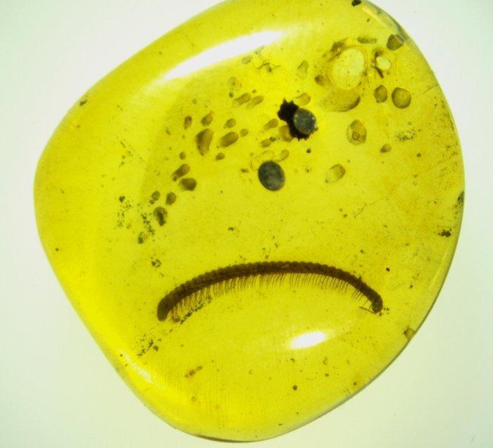 Gefossiliseerd dier - Ámbar birmano - Milpiés muy raro - 16, Verzamelen, Mineralen en Fossielen