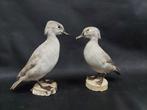 Eend Taxidermie volledige montage - 2 x Silver wood duck -, Nieuw