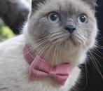 Kattenhalsband met strik Roze Velvet (Halsband Set), Dieren en Toebehoren, Ophalen of Verzenden, Nieuw