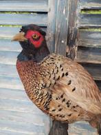 Fazant Taxidermie volledige montage - Phasianus colchicus -, Nieuw
