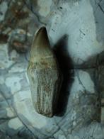 Mosasaurus - Fossiele tand - 9 cm (Zonder Minimumprijs), Verzamelen