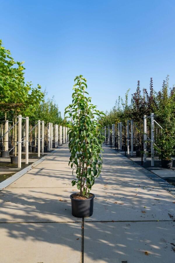 Malus baccata Street Parade meerstammig 300-350, Tuin en Terras, Planten | Tuinplanten