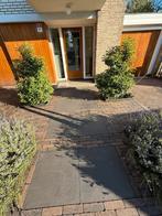 Professionele Oprit- &amp; Terrasreiniging  Direct Resultaat, Nieuw